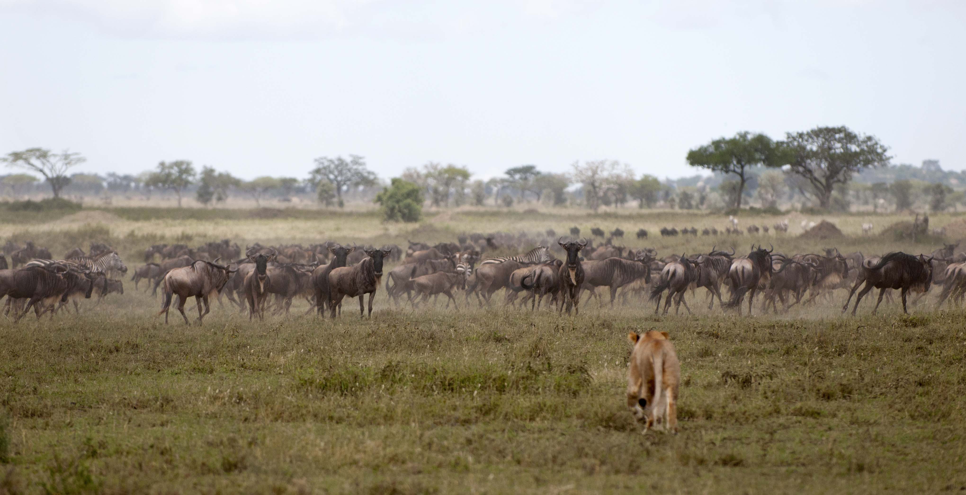 Why Choose a Tanzania Luxury Safari 